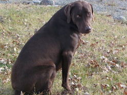2008 Remington